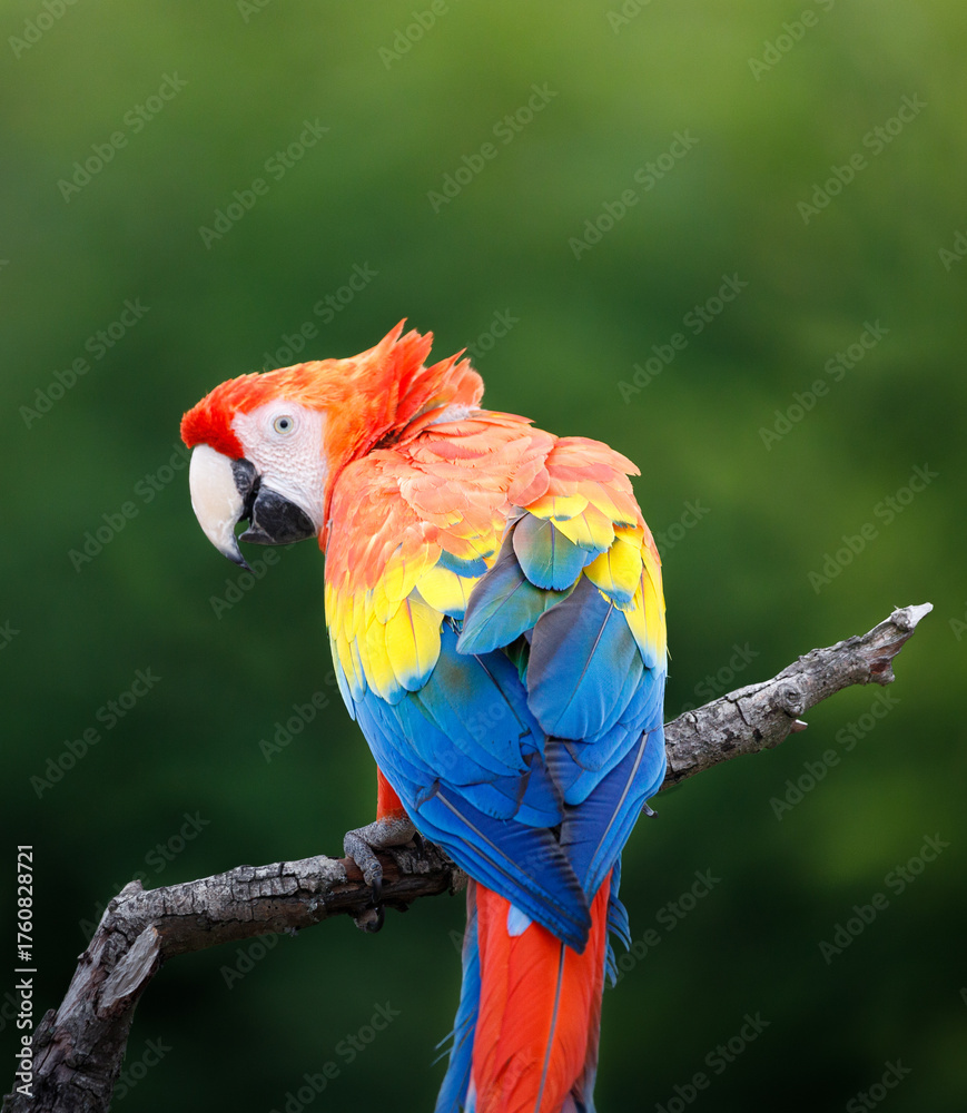 Fototapeta premium A Scarlet Macaw sitting on a branch against a green background with it's back to the camera.