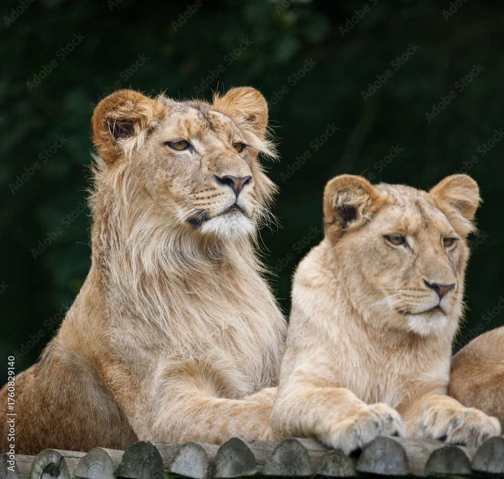 Fototapeta premium A pair of African Lion cubs against a green background.