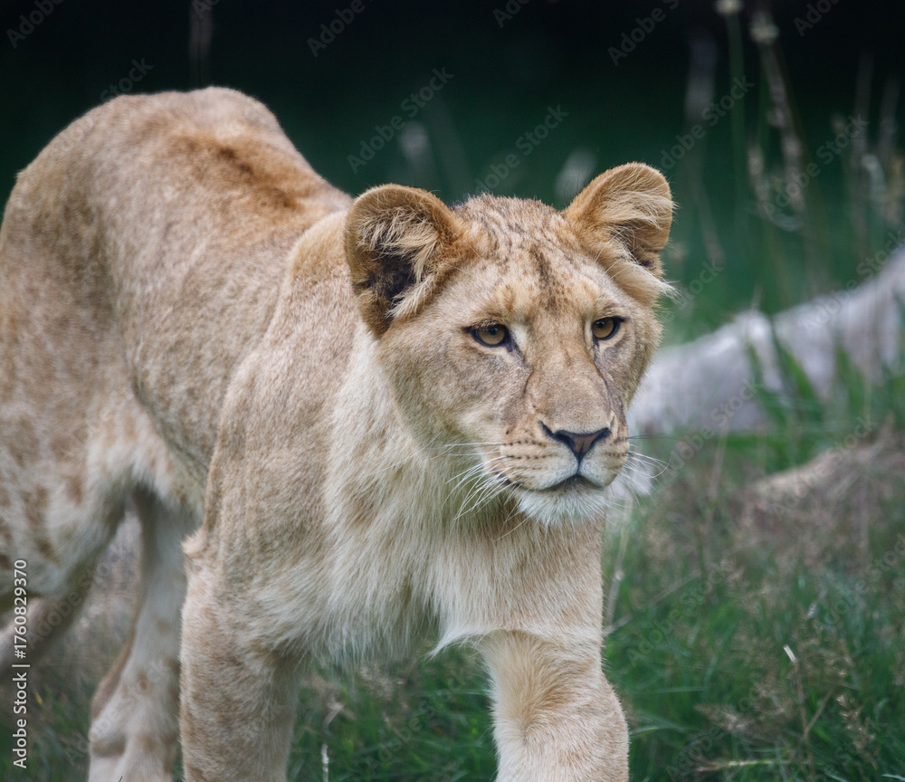 Fototapeta premium A female African Lion cub against a green background.