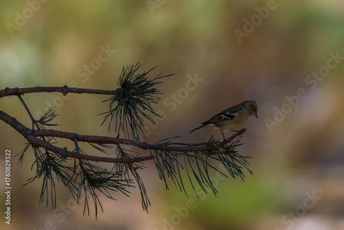 Aves de Cercedilla en un bosque en la Sierra de Guadarrama