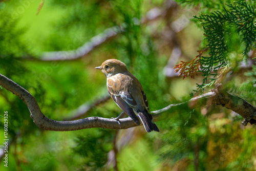 Aves de Cercedilla en un bosque en la Sierra de Guadarrama