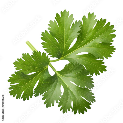 Fresh green cilantro herb leaves, with intricate veining, cutout, PNG isolated on white or transparent background coriander