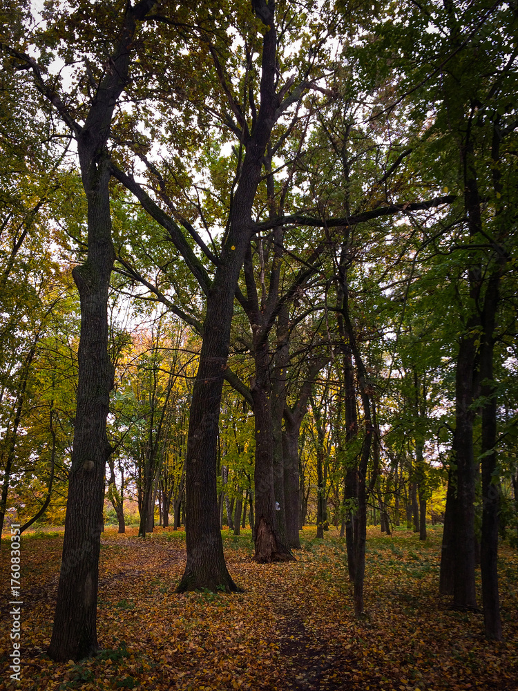 Obraz premium Bright autumn sunset in the city park, autumn