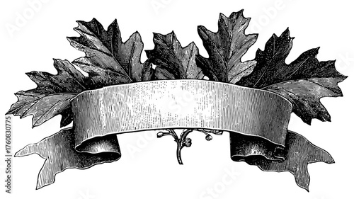 Vintage engraving of a blank decorative banner or ribbon scroll framed by detailed oak leaves, classic black and white design element for text