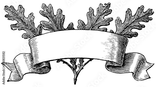 Vintage engraved blank ribbon banner with oak leaves. Elegant antique decorative scroll frame for text, a classic botanical ornament.