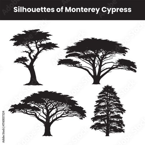 vector silhouettes of the monterey cypress trees isolated on white background showing unique coastal tree shapes perfect for nature landscape botanical and environmental vector designs