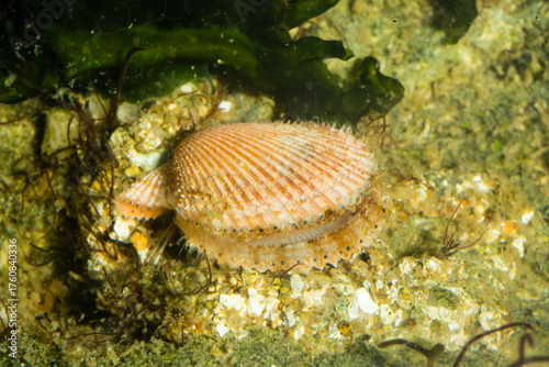 Cuadro en lienzo Jeune Pétoncle orbiculaire ou Vanneau, à la coquille orange avec les yeux bien visibles au bord du manteau