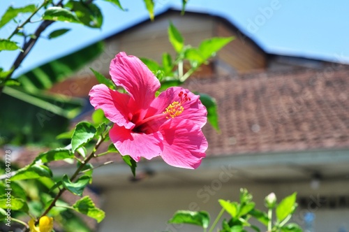 Close-Up of Bright Pink Hibiscus Flower in Full Bloom