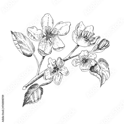 An ink drawn apple tree branch with delicate blossoms and leaves. Fruit garden clipart. Monochrome line art. Hand-drawn ink illustration for garden-themed design, packaging, scrapbooking, postcards