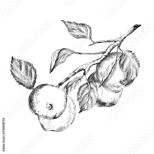 Black and white ink drawing of apple tree branch with apples and leaves. Fruit clipart. Line art. Hand-drawn ink illustration for garden-themed design, scrapbooking, postcards, packaging