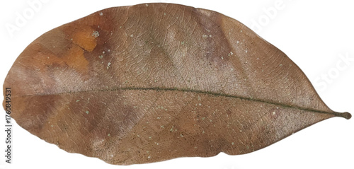 Foto Dry brown leaf from an oak tree