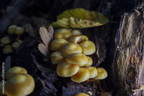 Obraz na plátně A cluster of glossy yellow mushrooms with rounded caps grows in a dense colony on an old, dark stump or log