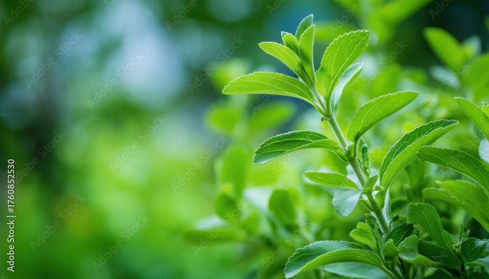 Obraz premium Green Stevia Plant: Organic, Low-Calorie Sweetener With Fresh Twig In Garden. Lush Green Bush Of Stevia For Natural Sweetness.