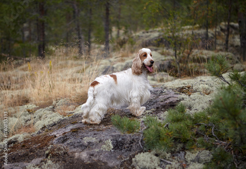 Portrait of an English Cocker Spaniel. Wildlife. Summer. The dog stands on a rocky ledge covered with moss. Trees and bushes are in the background. The dog's color is orange roan.