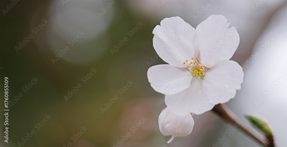 Obraz premium Cherry blossoms macro flower, blurred background