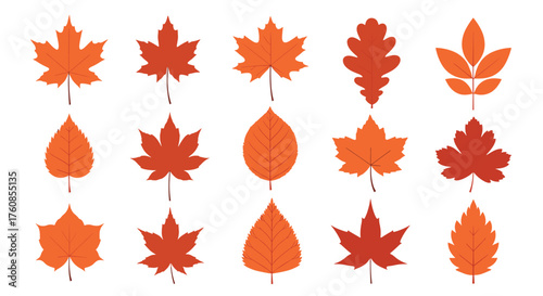 A collection of various autumn leaves in shades of orange and red.