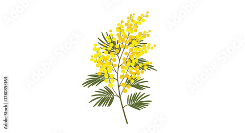 A delicate sprig of yellow mimosa flowers with green leaves.