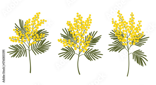 Three sprigs of yellow mimosa flowers with green leaves.