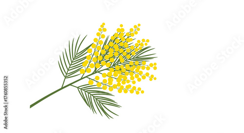 A delicate sprig of yellow mimosa flowers with green leaves.