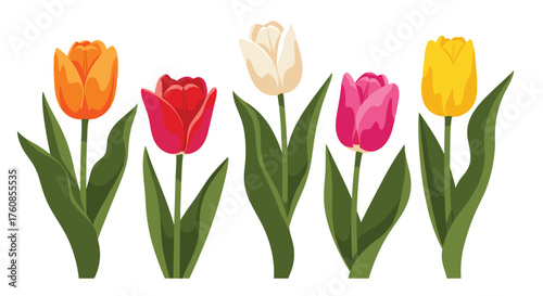 A vibrant assortment of five blooming tulips standing tall with lush green leaves.