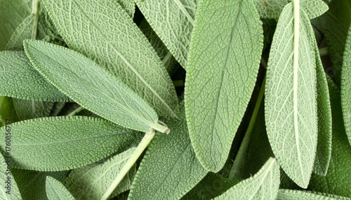 Macro sage leaves showing natural organic herb texture and aromatic seasoning detail