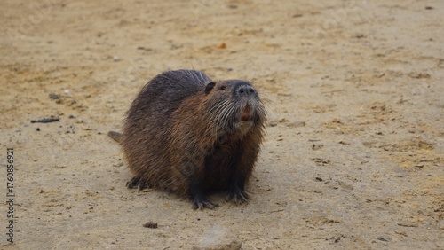 Side View of Nutria on Sand