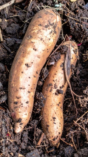 Wild yam tubers with rough brown skin partially exposed in loose forest soil after rain