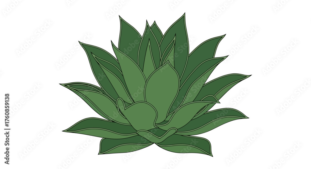 Fototapeta premium Detailed botanical illustration of a succulent plant in varying shades of green on a crisp white