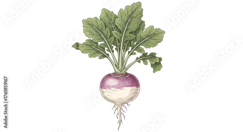 Detailed botanical illustration of a turnip with vibrant leaves and textured roots on white