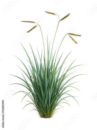 Isolated tuft of blue grama grass featuring short blue-green blades and seed spikes.