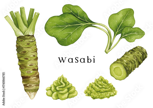 Watercolor-style wasabi illustration
