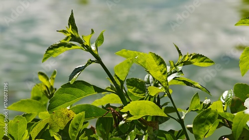 green tea leaves