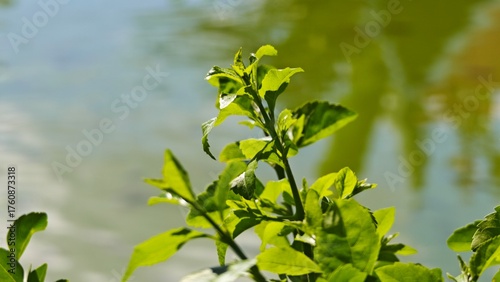 green leaves of the lake