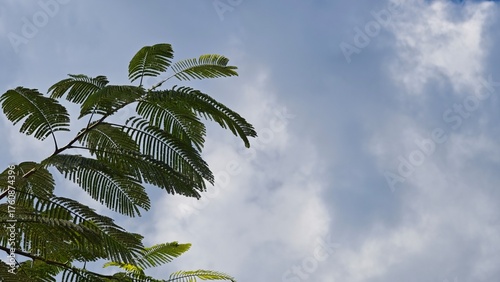 palm trees against blue sky