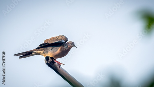 The spotted dove or eastern spotted dove