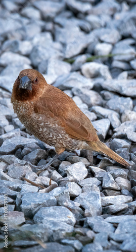 scaly-breasted munia stands on a stone floor.