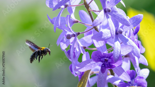 Purple wreath flower  and Carpenter Bee   flying insect sweet from flower.