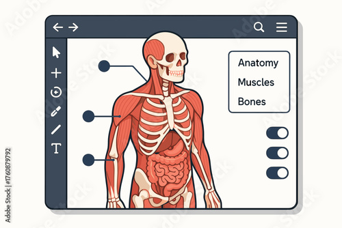 Digital anatomy interface highlighting human muscles and skeletal structure