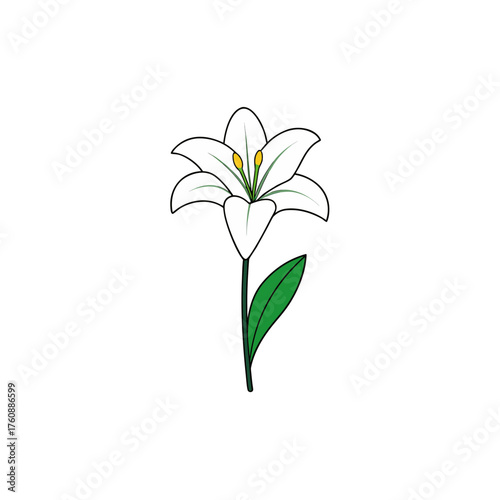 Elegant white lily blossom with green stem vector illustration for floral designs
