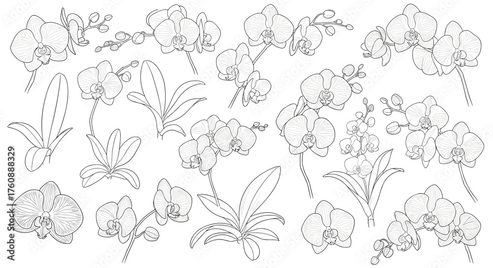 Fototapeta premium Dotted line orchid illustration.