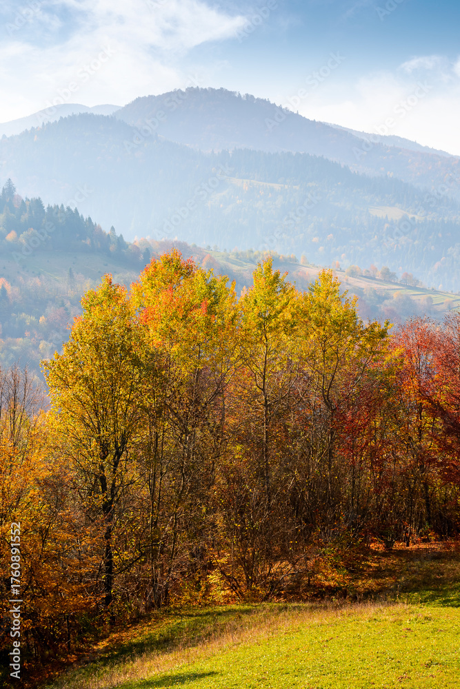 Fototapeta premium mountain landscape of ukraine in autumn. colorful forest on hills in morning light. beautiful view of carpathian rural valley in fall season. scenic place with deciduous trees near meadow
