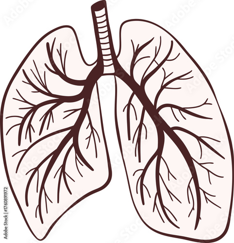  illustration of human lungs