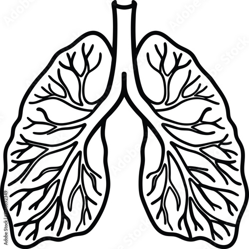  illustration of human lungs