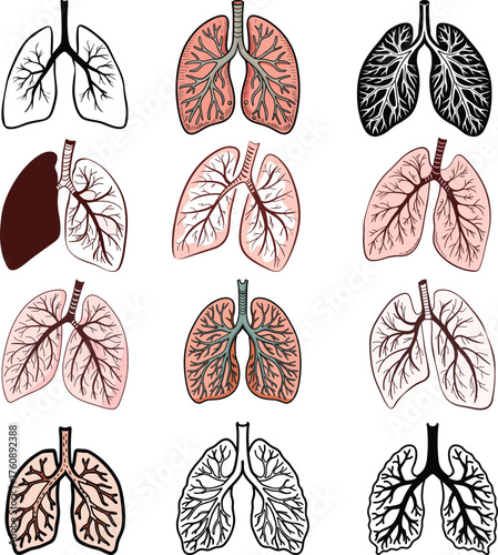  illustration of human lungs