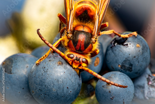 European Hornet (Vespa crabro) Feasting on Overripe Wine Grapes