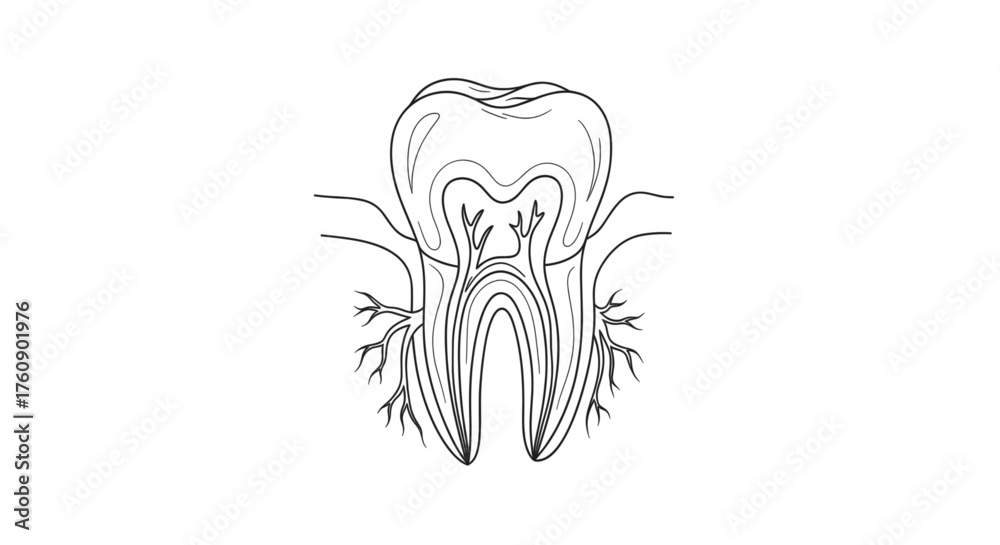 Fototapeta premium Tooth anatomy with roots and pulp symbolizing dental health, oral care, and medical education. Line art vector illustration, isolated on a transparent background