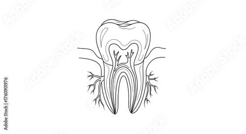 Tooth anatomy with roots and pulp symbolizing dental health, oral care, and medical education. Line art vector illustration, isolated on a transparent background