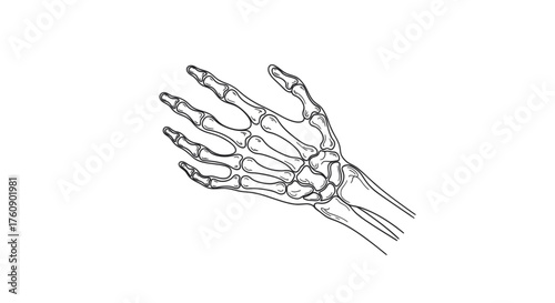 Human hand bones resembling an X-ray image, symbolizing anatomy, orthopedics, and medical education. Line art vector illustration, isolated on a transparent background
