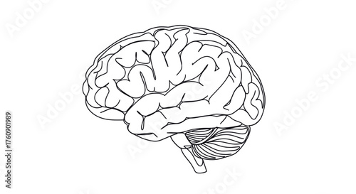 Human brain symbolizing neuroscience, psychology, and medical education. Line art vector illustration, isolated on a transparent background