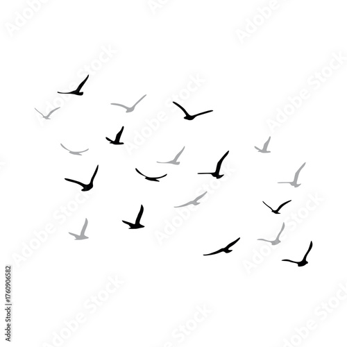 A flock of flying silhouette birds. Black on white